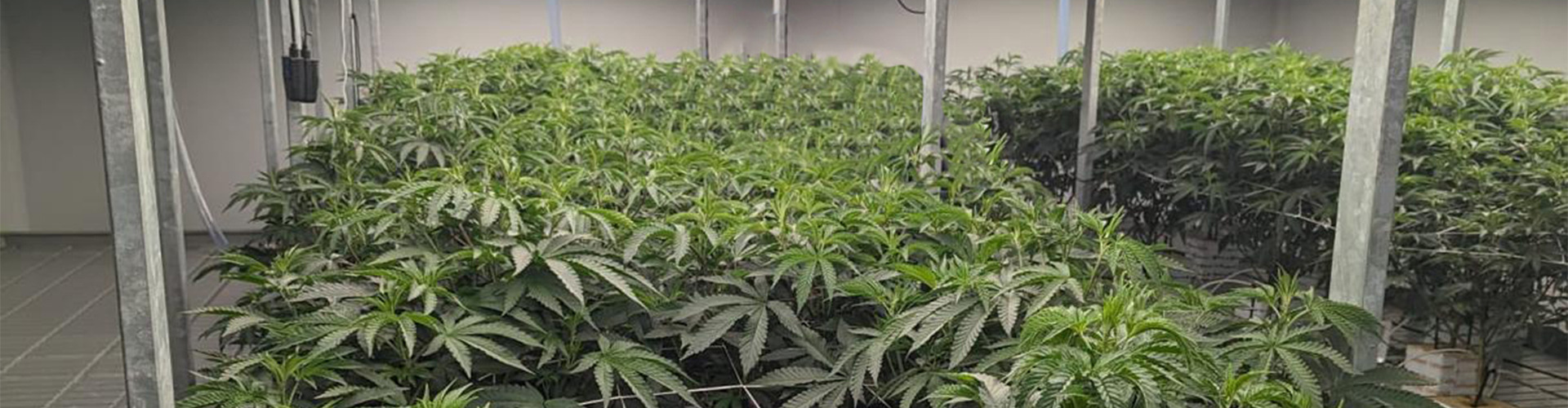 Racking system for cannabis crop in USA